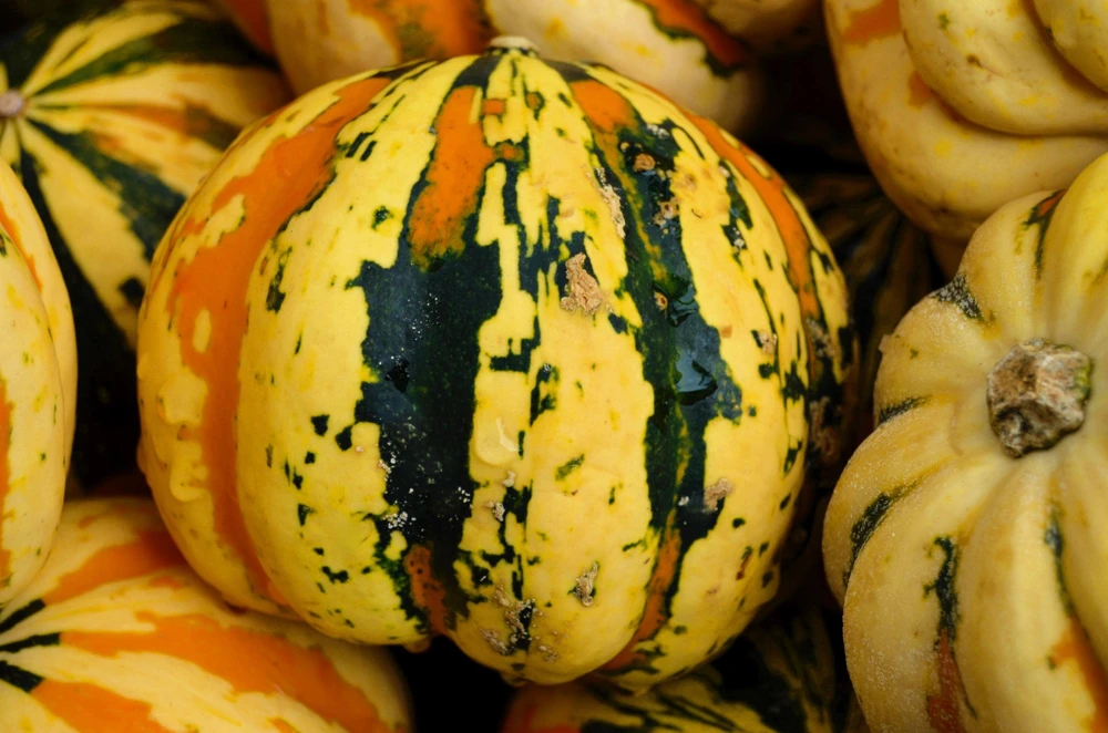 Carnival Squash Seeds - Winter Cucurbita Pepo Vegetable Seeds - 15 Count - Image 10