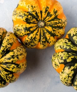 Carnival Squash Seeds - Winter Cucurbita Pepo Vegetable Seeds - 15 Count - Image 11