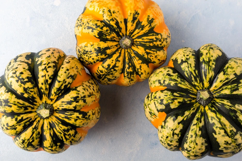 Carnival Squash Seeds - Winter Cucurbita Pepo Vegetable Seeds - 15 Count - Image 11