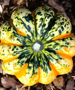 Carnival Squash Seeds - Winter Cucurbita Pepo Vegetable Seeds - 15 Count - Image 12