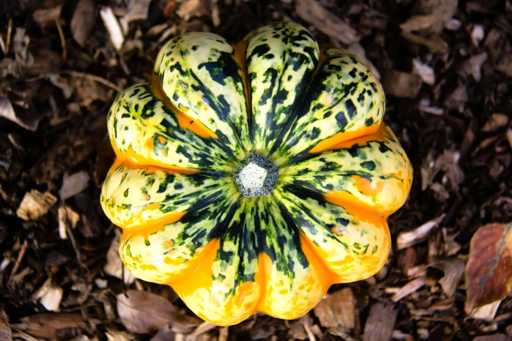Carnival Squash Seeds - Winter Cucurbita Pepo Vegetable Seeds - 15 Count - Image 12