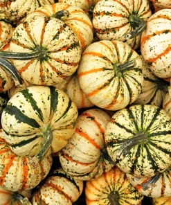 Carnival Squash Seeds - Winter Cucurbita Pepo Vegetable Seeds - 15 Count - Image 2