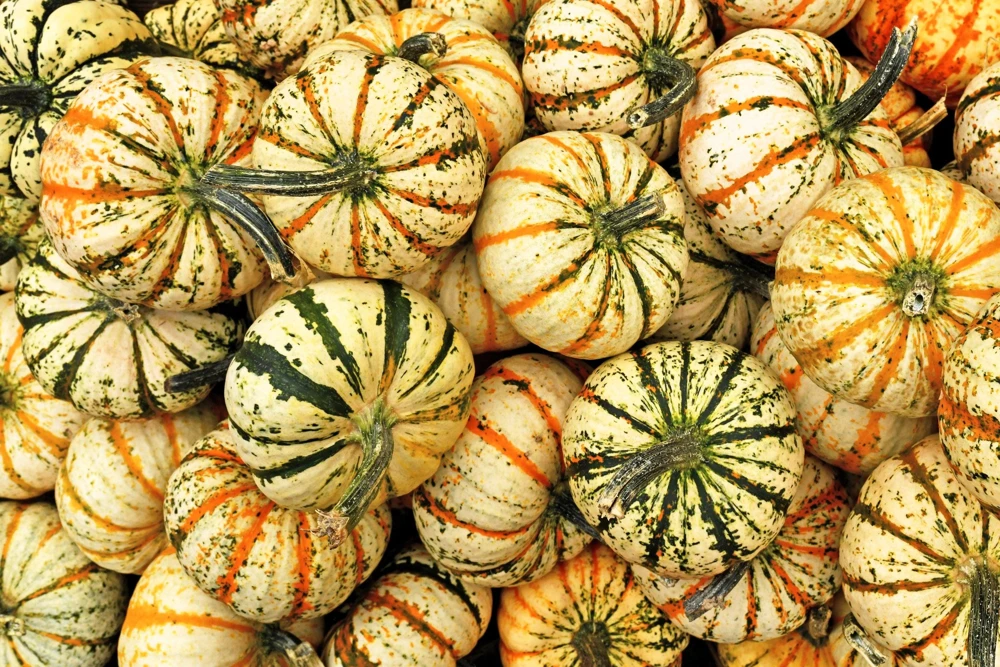 Carnival Squash Seeds - Winter Cucurbita Pepo Vegetable Seeds - 15 Count - Image 2