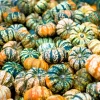 Carnival Squash Seeds - Winter Cucurbita Pepo Vegetable Seeds - 15 Count - Image 1