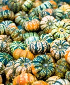 Carnival Squash Seeds - Winter Cucurbita Pepo Vegetable Seeds - 15 Count - Image 1