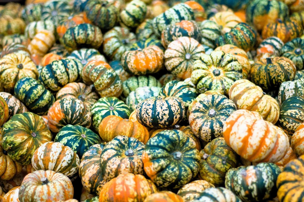 Carnival Squash Seeds - Winter Cucurbita Pepo Vegetable Seeds - 15 Count - Image 1