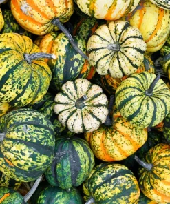 Carnival Squash Seeds - Winter Cucurbita Pepo Vegetable Seeds - 15 Count - Image 3