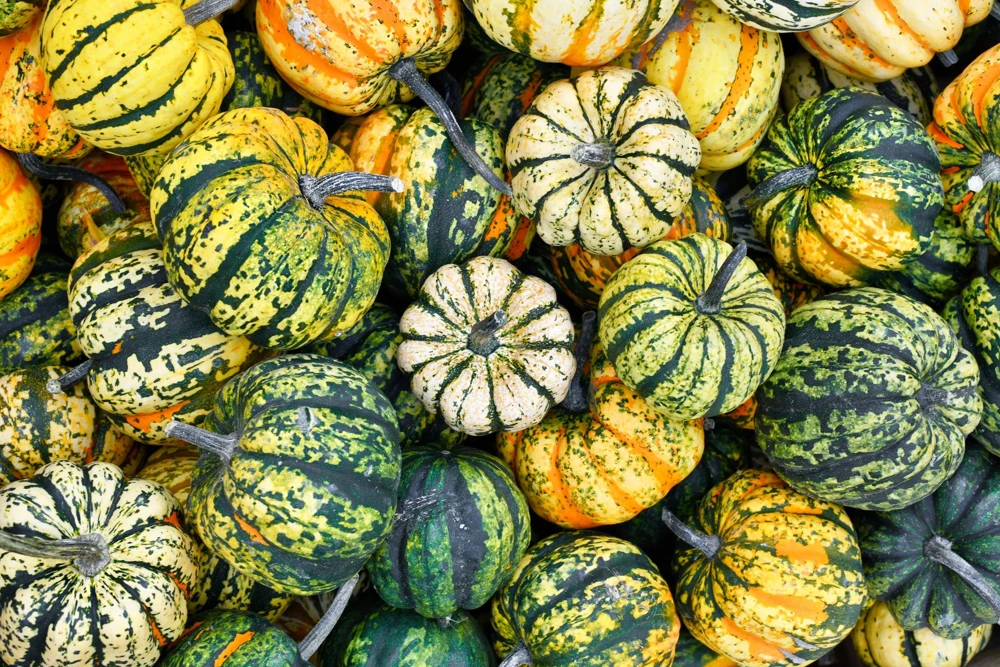 Carnival Squash Seeds - Winter Cucurbita Pepo Vegetable Seeds - 15 Count - Image 3