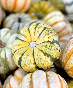 Carnival Squash Seeds - Winter Cucurbita Pepo Vegetable Seeds - 15 Count - Image 4