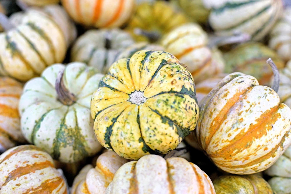 Carnival Squash Seeds - Winter Cucurbita Pepo Vegetable Seeds - 15 Count - Image 4