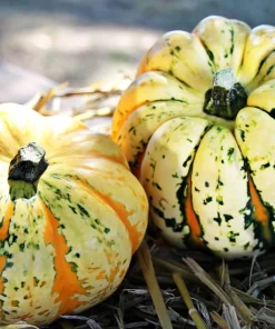 Carnival Squash Seeds - Winter Cucurbita Pepo Vegetable Seeds - 15 Count - Image 5