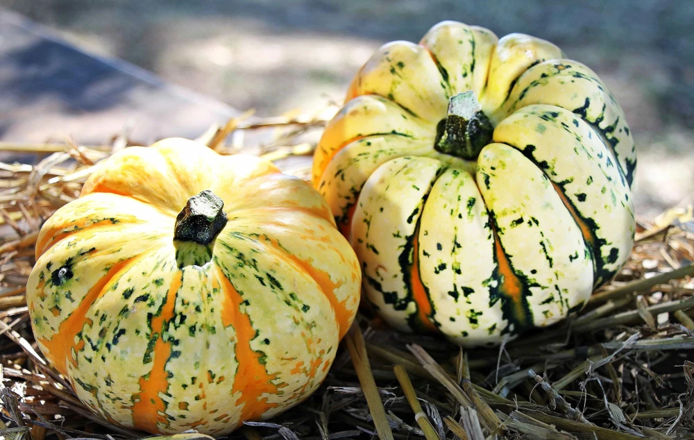 Carnival Squash Seeds - Winter Cucurbita Pepo Vegetable Seeds - 15 Count - Image 5