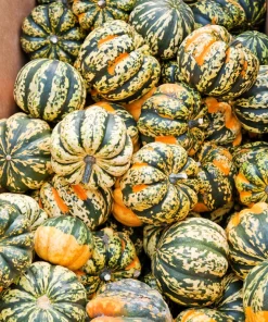 Carnival Squash Seeds - Winter Cucurbita Pepo Vegetable Seeds - 15 Count - Image 6