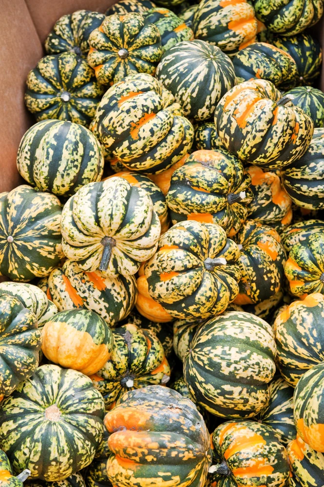 Carnival Squash Seeds - Winter Cucurbita Pepo Vegetable Seeds - 15 Count - Image 6