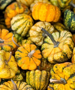 Carnival Squash Seeds - Winter Cucurbita Pepo Vegetable Seeds - 15 Count - Image 7