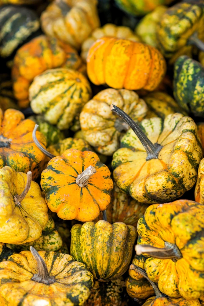 Carnival Squash Seeds - Winter Cucurbita Pepo Vegetable Seeds - 15 Count - Image 7