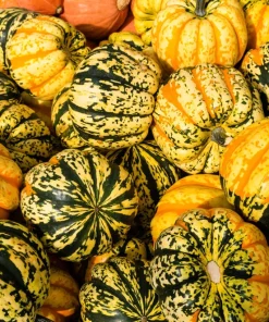 Carnival Squash Seeds - Winter Cucurbita Pepo Vegetable Seeds - 15 Count - Image 8