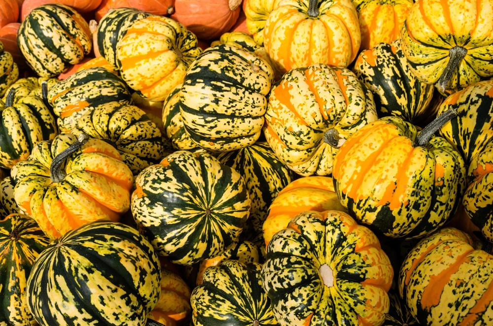 Carnival Squash Seeds - Winter Cucurbita Pepo Vegetable Seeds - 15 Count - Image 8