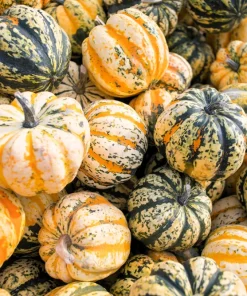Carnival Squash Seeds - Winter Cucurbita Pepo Vegetable Seeds - 15 Count - Image 9