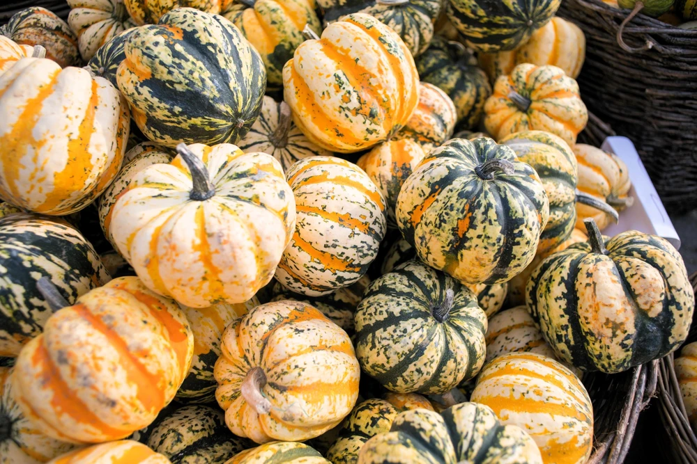 Carnival Squash Seeds - Winter Cucurbita Pepo Vegetable Seeds - 15 Count - Image 9