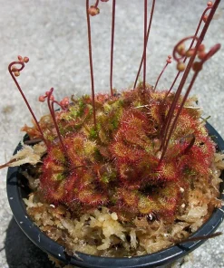 Carnivorous Spoon Leaf Sundew Live Plant (Drosera Spathulata) 3 inch pot Indoor/Outdoor - Image 1