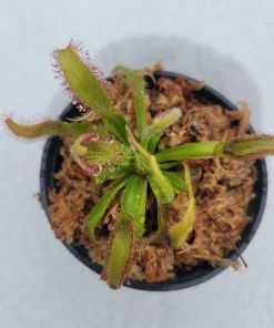 Carnivorous Sundew Drosera Hercules Live Plant - 3 inch Pot - Indoor/Outdoor - Image 1
