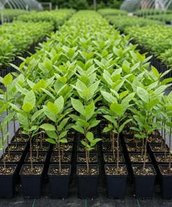 Carolina Allspice Tree Live Plant - Sweetshrub, 6-18" Tall, Quart Pot - Image 2