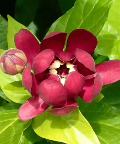 Carolina Allspice Tree Live Plant - Sweetshrub, 6-18
