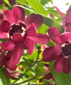 Carolina Allspice Tree Live Plant - Sweetshrub, 6-18