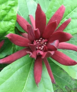 Carolina Allspice Tree Live Plant - Sweetshrub, 6-18