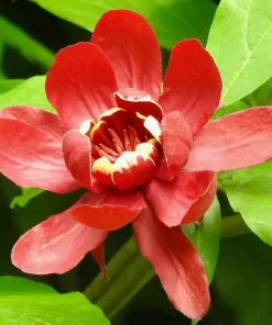 Carolina Allspice Tree Live Plant - Sweetshrub, 6-18
