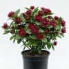 Carolina Allspice Tree Live Plant - Sweetshrub, 6-18" Tall, Quart Pot - Image 1