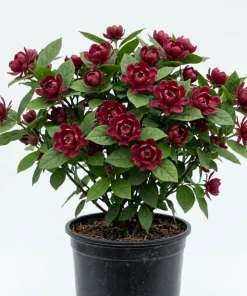 Carolina Allspice Tree Live Plant - Sweetshrub, 6-18" Tall, Quart Pot - Image 1