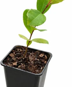 Carolina Cherry Laurel Live Shrub - 4-6