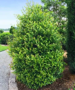 Carolina Cherry Laurel Live Shrub - 4-6