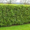 Carolina Cherry Laurel Live Shrub - 4-6" Tall Plant in 3" Pot - Privacy Hedge - Image 1