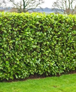 Carolina Cherry Laurel Shrubs - 2 Live Plants, 4-6