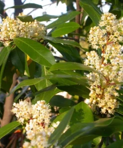 Carolina Cherry Laurel Shrubs - 2 Live Plants, 4-6