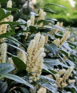 Carolina Cherry Laurel Shrubs - 2 Live Plants, 4-6