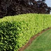 Carolina Cherry Laurel Shrubs - 2 Live Plants, 4-6" Tall, 3" Pots, Outdoor Privacy Hedge - Image 1