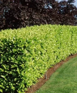 Carolina Cherry Laurel Shrubs - 2 Live Plants, 4-6" Tall, 3" Pots, Outdoor Privacy Hedge - Image 1