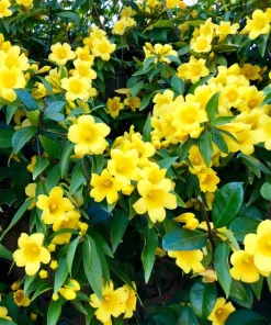 Carolina Jasmine Live Plant – Yellow Climbing Vine, 4-6 Inch Tall Outdoor - Image 2