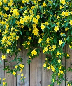 Carolina Jasmine Live Plant – Yellow Climbing Vine, 4-6 Inch Tall Outdoor - Image 3