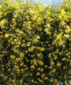 Carolina Jasmine Live Plant – Yellow Climbing Vine, 4-6 Inch Tall Outdoor - Image 4