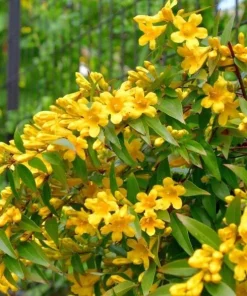 Carolina Jasmine Live Plant – Yellow Climbing Vine, 4-6 Inch Tall Outdoor - Image 5