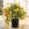 Carolina Jasmine Live Plant – Yellow Climbing Vine, 4-6 Inch Tall Outdoor - Image 1