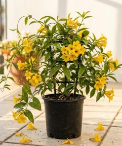 Carolina Jasmine Live Plant – Yellow Climbing Vine, 4-6 Inch Tall Outdoor - Image 1