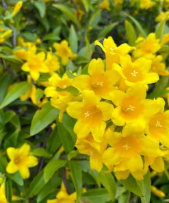 Carolina Jasmine Live Plant – Yellow Climbing Vine, 4-6 Inch Tall Outdoor - Image 6
