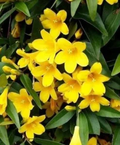 Carolina Jasmine Live Plant – Yellow Climbing Vine, 4-6 Inch Tall Outdoor - Image 7