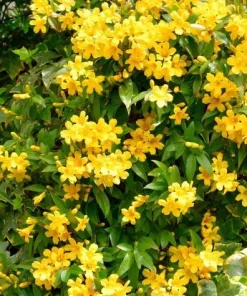 Carolina Jasmine Live Plant – Yellow Climbing Vine, 4-6 Inch Tall Outdoor - Image 8